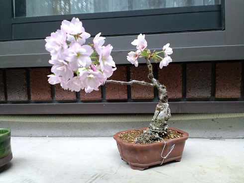 旭山桜の盆栽 満開 ありさんの盆栽入門