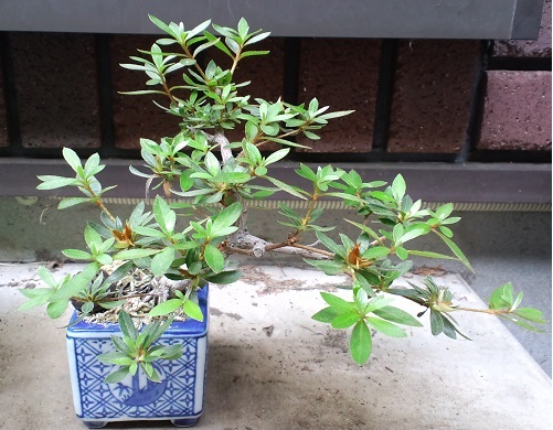 そろそろさつき盆栽の剪定 植え替えのタイムリミットです ありさんの盆栽入門 そろそろさつき盆栽の剪定 植え替えのタイムリミットです ありさんの盆栽入門